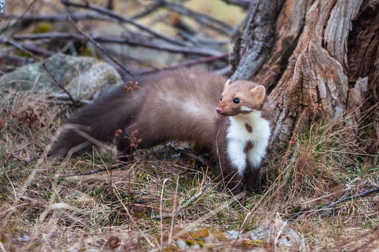 Baummarder oder Steinmarder?