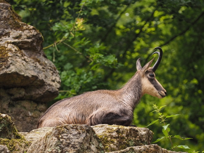 Gämse - Wildtierportal