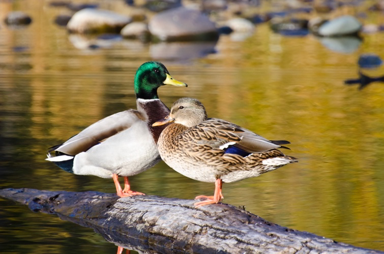 Stockente Wildtierportal