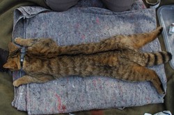 Wildkatzenhybrid mit GPS-Halsband