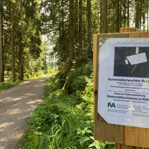 Im Vordergrund ist ein Hinweisschild zu sehen auf dem über einen kameraüberwachten Bereich des FVA-Wolfsmonitorings hingewiesen wird. Im Hintergrund ist ein Forstwirtschaftsweg zu sehen, der durch einen Nadelwald führt. Es scheint die Sonne.