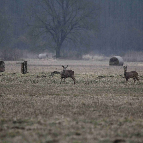 Zwei Rehe auf einem Feld