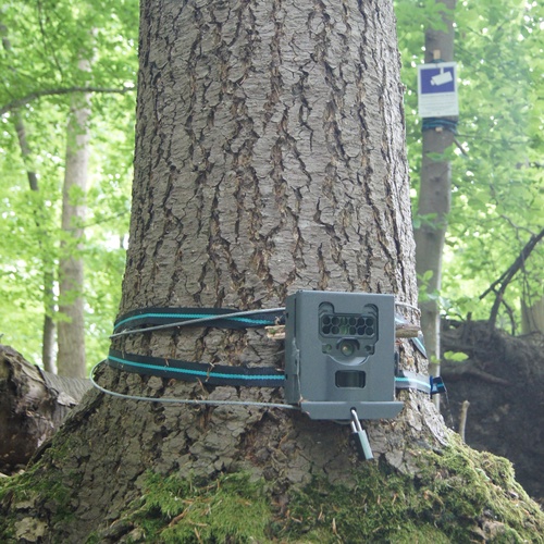 Fotofalle, Waschbärprojekt, Waschbär, Forschung