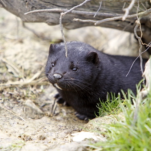 Mink,Gesicht