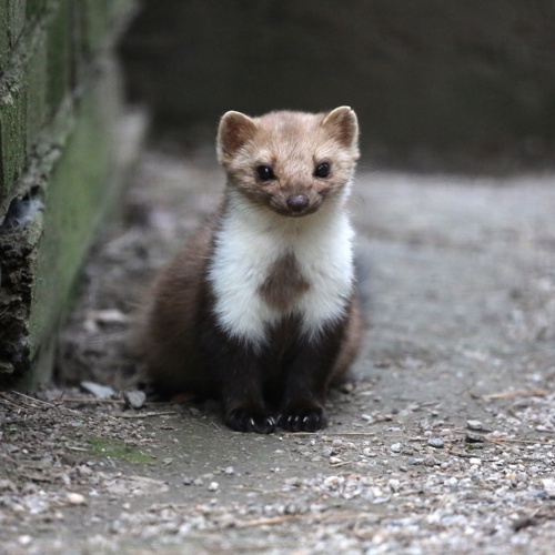 Panthermedia, Steinmarder