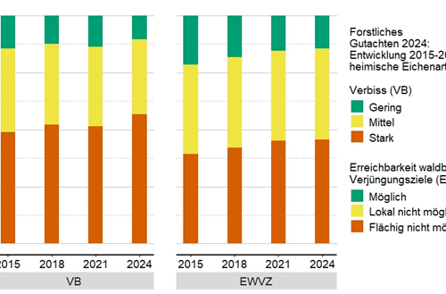 Heimische Eichenarten - Entwicklung 2015-2024 © FVA BW