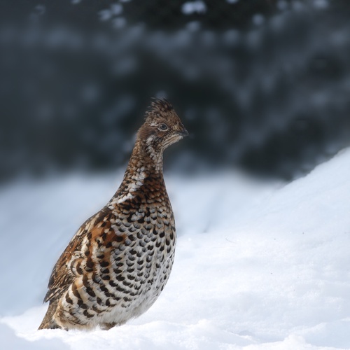 Haselhuhn im Schnee © PantherMedia / Marcus und Christoph Bosch