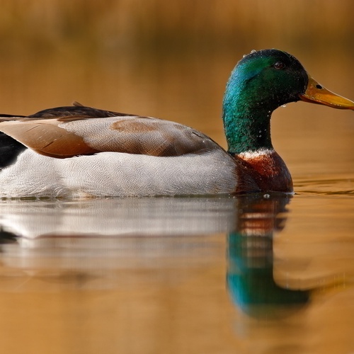 Stockentenerpel, schwimmt, Natur, See