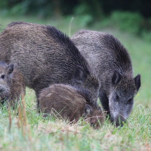 (c) Wildforschungsstelle Wildschweinrotte,Foto