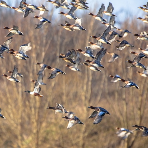 Pfeifentenschwarm,fliegend, abflug