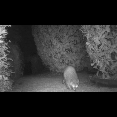 Waschbär, Forschung