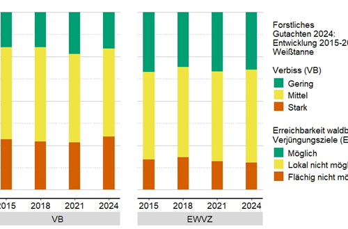 Weißtanne - Entwicklung 2015-2024 © FVA BW