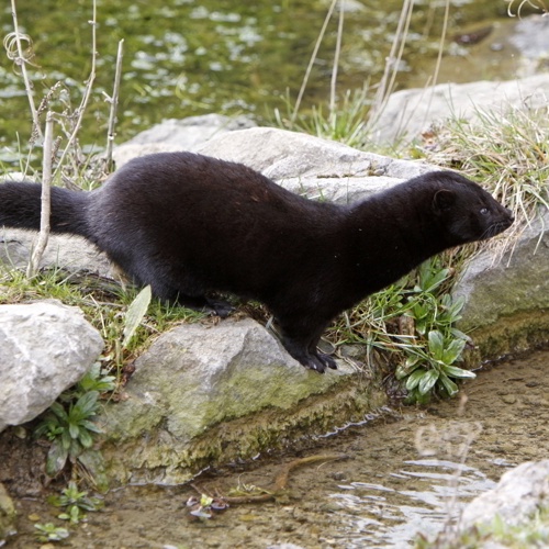 Panthermedia,Foto,Mink am Wasser