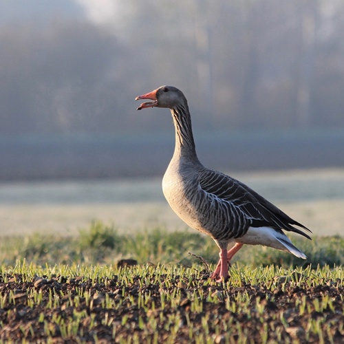 Foto Wildtiere der Stadt, Graugans 