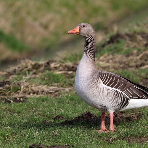 Foto Panthermedia, Graugans auf der Wiese