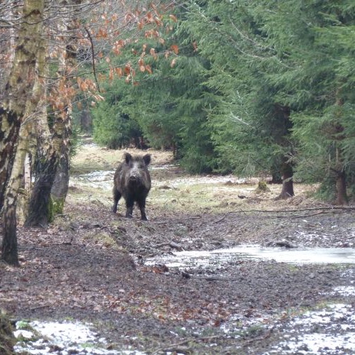 Foto, Wildschwein, Waldschneise