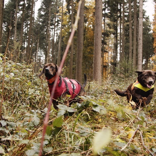 Jagd mit Hunden, Berufsjäger