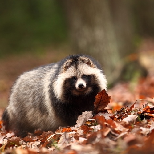 Marderhund,Herbst