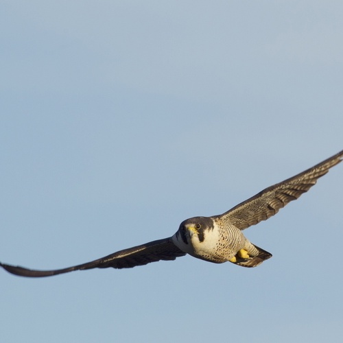 Wanderfalke,Flug