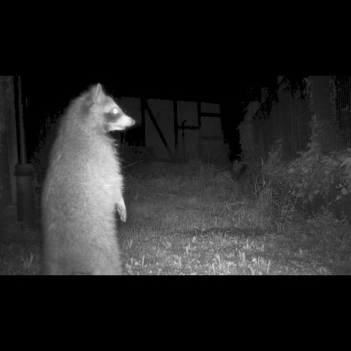Waschbär, Forschung