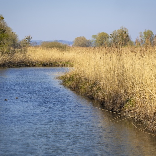 Lebensraum, Stockente,Natur