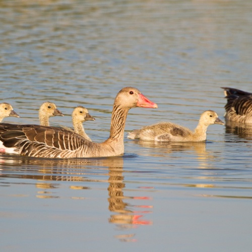 Foto Wildtiere der Stadt, Graugans Familie auf dem Wasser