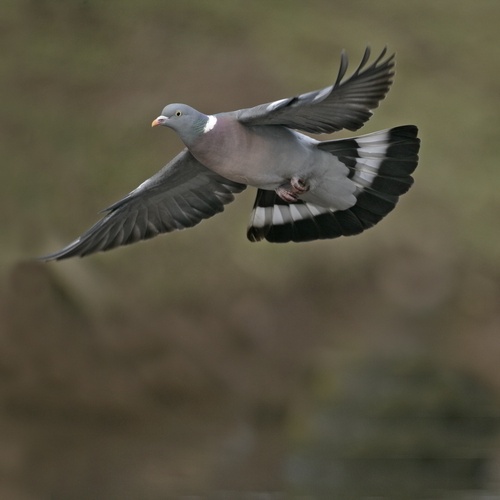 Ringeltaube,Flugbild