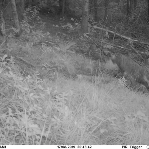 Wildkatze auf Wildkamera © Achim Müller