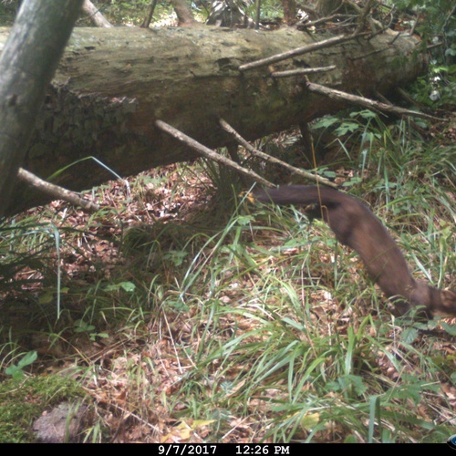 Baummarder auf Wildkamera © FVA