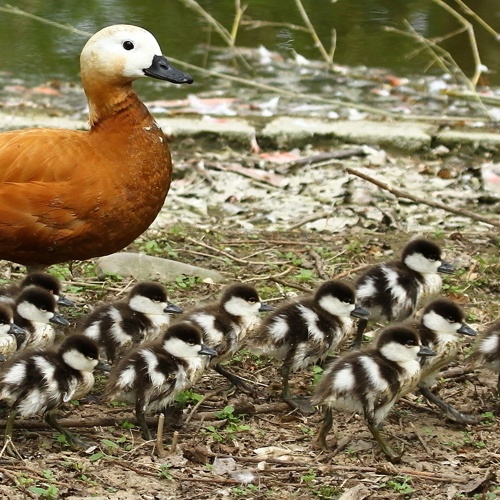 Panthermedia Foto Rostgans Familie auf dem Weg zum Wasser