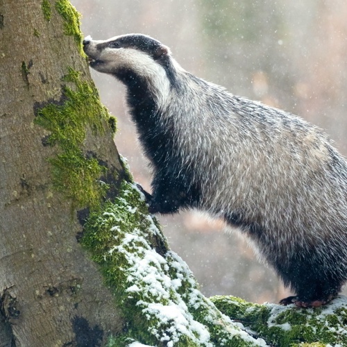 Dachs, Baum