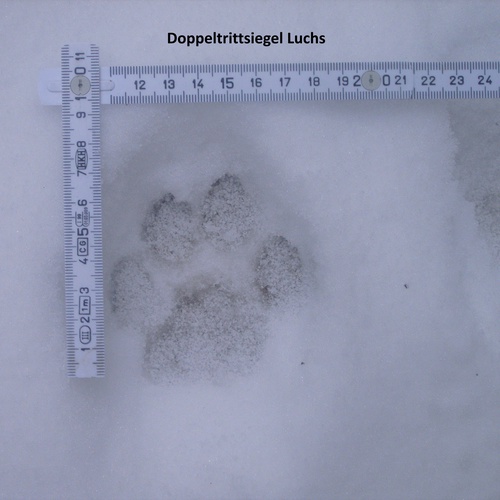 Luchs Trittsiegel