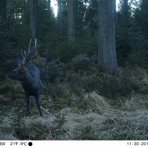 Sikahirsch auf einer Wildkamera © FVA