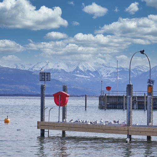 Bodensee, Lebensraum, Pfeifente