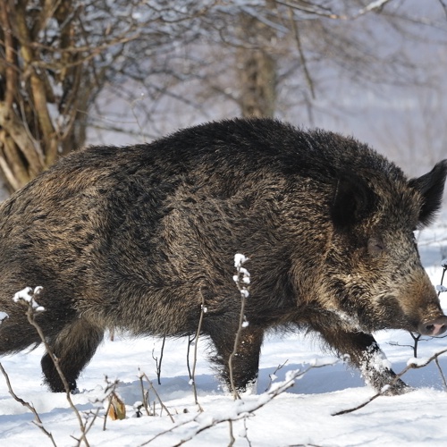 Panthermedia Foto Wildschwein