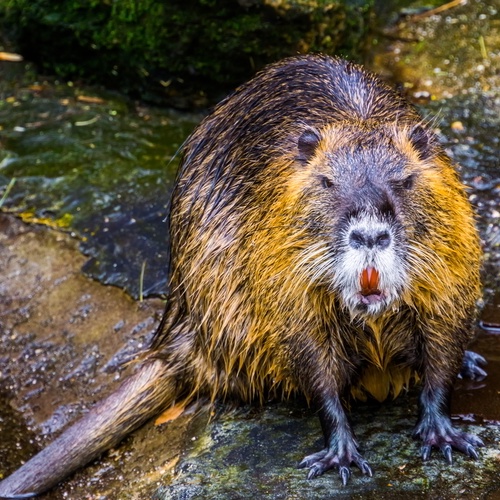 Nutria, Wasser