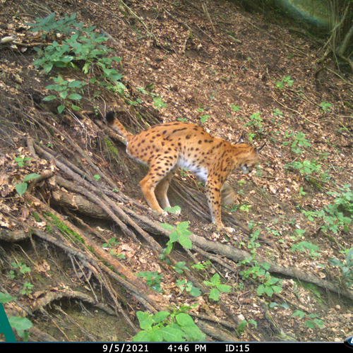 Luchs Wildkamera