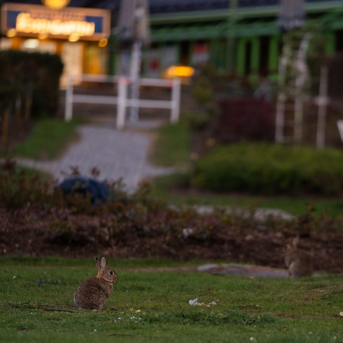 Wildkaninchen im Park © PantherMedia / josef.hajda.de