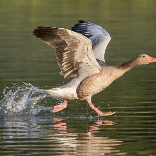 Foto Wildtiere der Stadt, Graugans  Flugstart aus dem Wasser