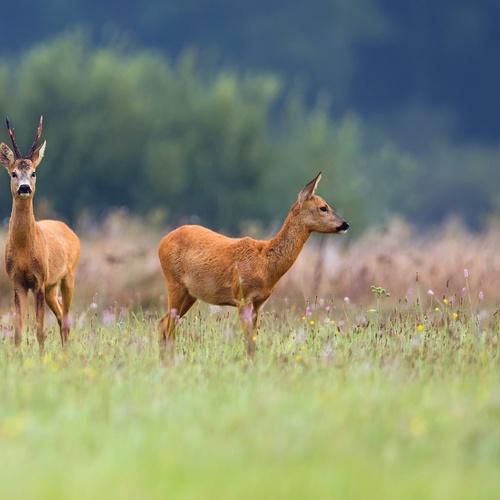 Rehbock mit Rehgeis auf Wiese. © Bildagentur PantherMedia  / Janusz Pieńkowski