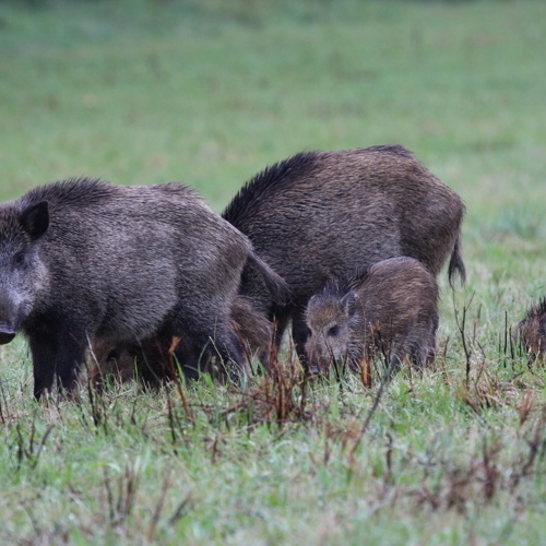 (c) Wildforschungsstelle,  Wildschweinrotte