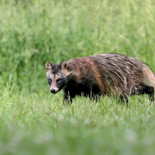 Foto, Marderhund auf der Wiese, Panthermedia