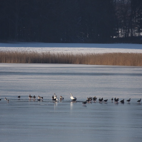 Lebensraum ,Höckerschwan 