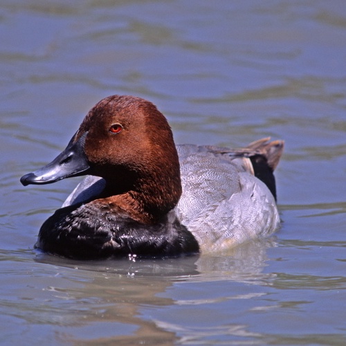 Panthermedia Foto Tafelente schwimmend im Wasser