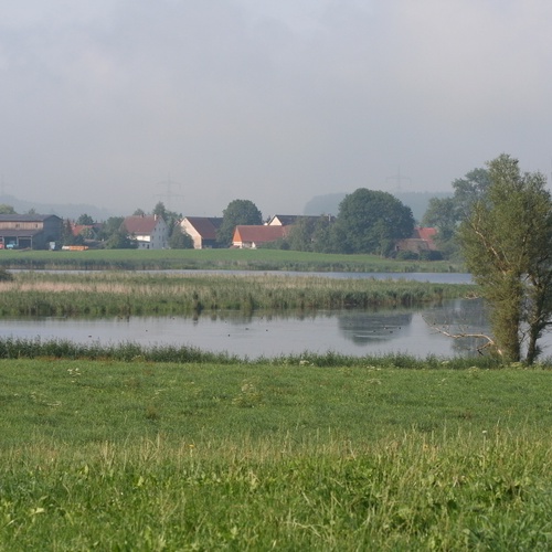 Lebensraum,Iltis, Rohrsee