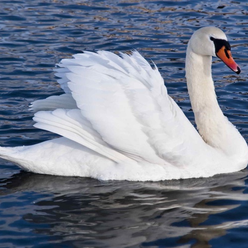 Höckerschwan, Panthermedia, B2190060