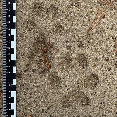 Trittsiegel vom Wolf