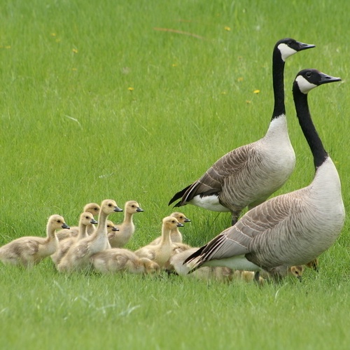 Kanadagansfamilie