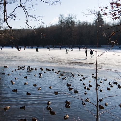 Stockente,Lebensraum Stadt, See, Winter