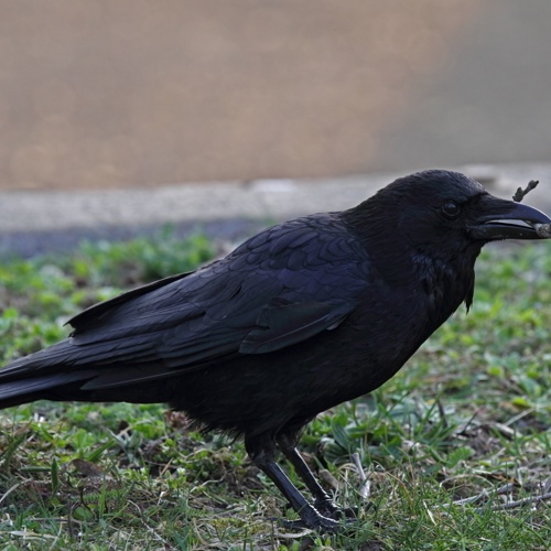 Rabenkrähe, corvus corone, Panthermedia,Rabenkrähe-auf-der-Wiese